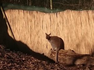 Wallaby sitzt auf Baumstamm