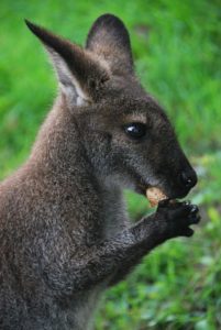 Wallaby frißt Erdnuss 